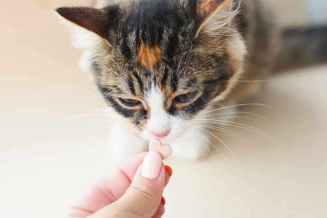 Warum Katzenfütterung nicht gleich Liebe ist – Und was Ihre Katze wirklich braucht Aufmacher